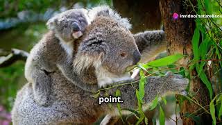 Baby Koalas - 3 Facts You Didn't know