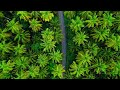 4k drone shots coconut trees Dar es salaam