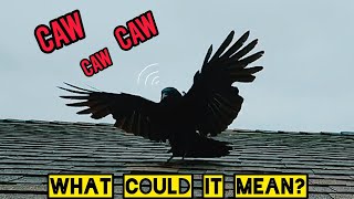 Befriending Wild Crows / Crow Language - What They Might Be Saying