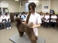 【高松】ペットの美しさを競うトリミングコンペティション（穴吹動物看護カレッジ）