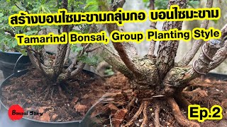 สร้างบอนไซมะขามกลุ่มกอ, บอนไซมะขาม, Tamarind Bonsai, Group Planting Style, Tamarind [Ep.2]