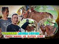 Akhirnya sang Legenda Ketapang Pantura bangkit Lagi dengan sapi barunya