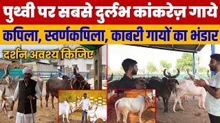 अनदेखी रहस्यमय दुर्लभ KANKREJ COW का भंडार👌Banaskantha kankrej cow,Kankrej calf,Kankrej bull calf.