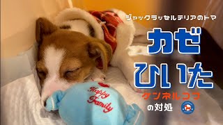 【パピー犬のケンネルコフ】生後まもなく３カ月で、カゼひいたジャックラッセルテリアのトマさん / ケンネルコフの症状と対処法とは？