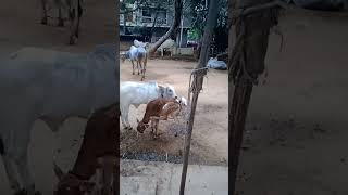 Malleshwaram GO SHALA near Kadu mallikarjuna Temple