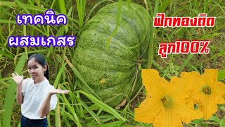 ทำไมต้องตื่นผสมดอกฟักทอง | ปลูกฟักทองในหน้าหนาว | เปลี่ยนพื้นที่ว่างให้เป็นสวนฟักทองรายได้ดี