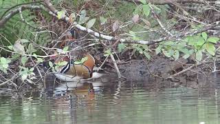 【野鳥】オシドリ　Mandarin duck【birdwatching】