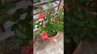 #jai#hibiscus#nature#flowers#shorts#vinayaka#vlog#plants#harvesting#orange#color#trending#