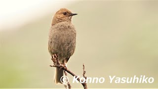 大雪山の野鳥 カヤクグリ（地鳴き）