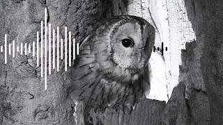 Hoots \u0026 Calls of Courting Tawny Owls | Bonnie \u0026 Ozzy | Robert E Fuller