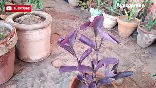 How To Grow and Care Purple Queen / Purple Heart or Neelam Plant | Tradescantia pallida