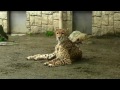 チーター三つ子 の赤ちゃんデビュー！（多摩動物公園2017）cheetah cubs