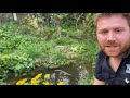 marsh marigold an essential plant for ponds