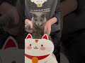 【猫ロシアンブルー】今年も そらちゃん を見守って下さい❤️〜2025年元旦〜 shorts