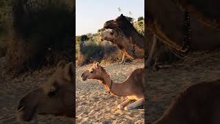 تزاوج الجمل #animals #camel #wildlife #desert #nature #desertanimal #camellife #camelfarm #youtubesh