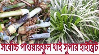 ঘাসের কাটিং/নেপিয়ার/co4/লাল ঘাস/পাকচং/থাই সুপার হাইব্রিড/জাম্বো/সিওফোর/lal grass/Napier/জার্মান/