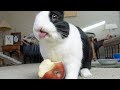 RABBIT SMELLS HUMAN's APPLE