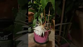 Epiphyllum oxypétalum \