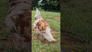 One of Our Beautiful Easter Egger Roosters. #tennessee #foryou #tnlife #viralvideo #ranch #chickens