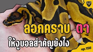 ลอกคราบตาให้งูบอล【 EP.156 | 4K 】#realityballpython