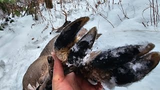 EPIC NH DEER HUNT/TRACKING DOWN A BIGWOODS BUCK