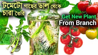 টমেটোর ডাল থেকে চারা তৈরি || How to Grow More Tomato Plant from Branch  || Plant from cutting