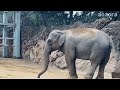 アルン🐘お昼も帰りも鳴いてわがまま💦スーリヤさんパオーンで帰宅拒否🐘3月17日お食事からお帰りまで