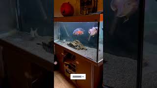 Oscar fish tank setup 🤩