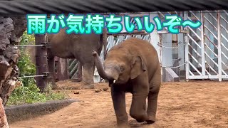 雨の日のお庭をお散歩🐘😊　6月11日 上野動物園