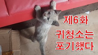 어미 길고양이가 버린 불쌍한 새끼 길냥이 귀염뽀짝모습 제 6화 (The poor kitten lost mommy cat - episode 6)