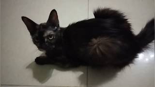 Kucing relax tunggu buka puasa