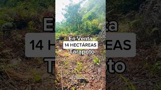 🚨EN VENTA 14 HECTÁREAS EN TARAPOTO🚨 A PRECIO DE OCASIÓN ☎️(+51) 973 480 462