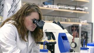 Why USF Sarasota-Manatee? Student Research Opportunities