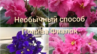 Необычный способ полива цветов🌻