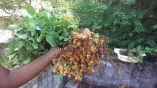 மாடித்தோட்டத்தில் வேர்கடலை விதைப்பு முதல் அறுவடை வரை, peanut sowing and harvesting in Garden