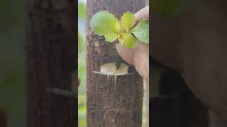 Bud grafting technology easiest method..#nature #grafting #reels #satisfying #graft #garden