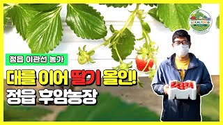 정읍시 정읍농협 - 이관선 출하농가(딸기)