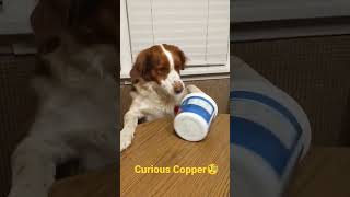 Curious Copper🧐