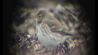 Vattenpiplärka/ Water pipit (Anthus spinoletta), Morups hallar (Hl).