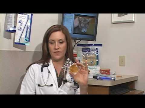 Dog Health Treatment & Advice : How to Treat Ringworm on a Dog Dog Health Treatment & Advice : How to Treat Ringworm on a Dog