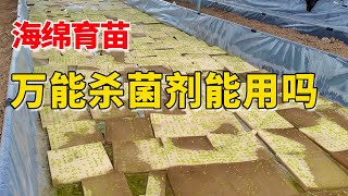 农户不敢用的万能杀菌剂，用好了，真菌细菌病毒都能防治【付老师种植技术团队】