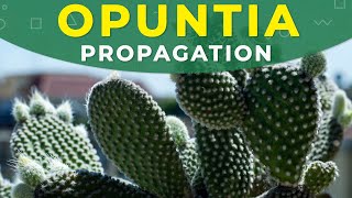 How to grow Opuntia cactus? | Prickly pear from seeds