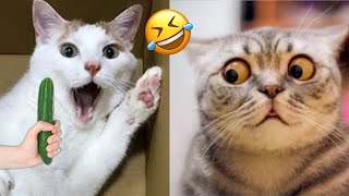 Funny Dogs And Cats Videos 2024 😅 - Best Funniest Animal Videos Of The week #402