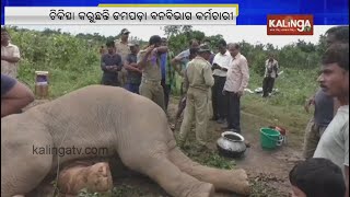 Female elephant found lying near Chandaka forest in Odisha | Kalinga TV