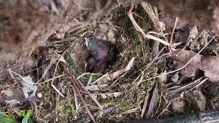 The cuckoo strained its neck crooked but couldn't push the chick out of the nest杜鹃鸟脖子都推歪了，也没能把小鸟推出鸟窝