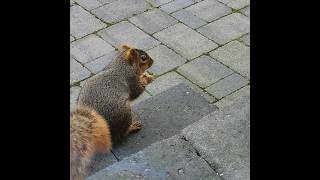 Hand Feeding Sweet Squirrels ♥️🐿