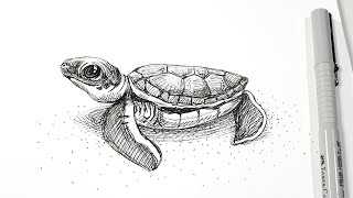 Baby Turtle - pen drawing sounds ASMR - sketch step by step