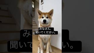 僕の話を聞いてください。#秋田犬　#犬の動画　#いぬのきもち　#保護犬  #大型犬  #akitainu  #ふわふわろ  #抜け毛　#ブラッシング　#大型犬の抜け毛