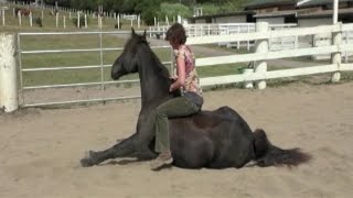 15 Horse tricks and skills. Clicker Training. Liberty groundwork. Bob the horse.