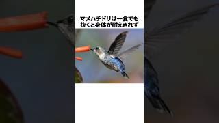 「鳥界最小」マメハチドリの残念な雑学part2 #shorts